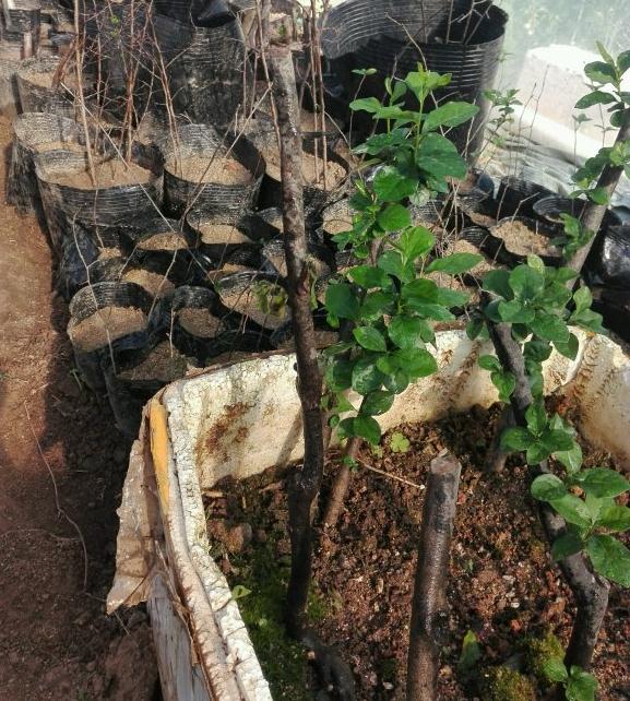 老鸦下山桩生桩怎么发芽后回芽