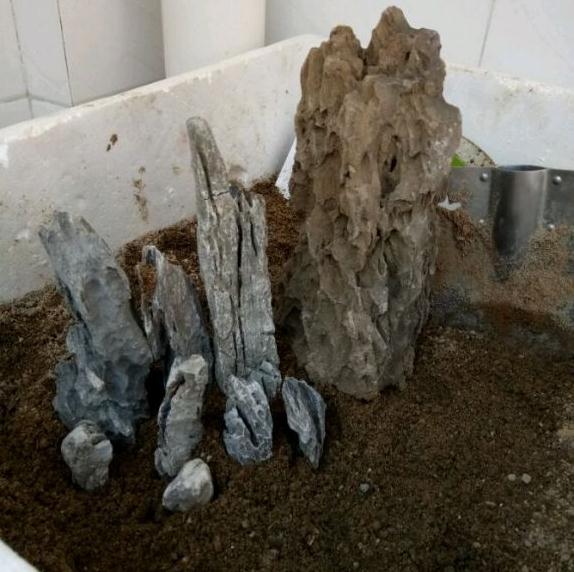 老鸦柿桩下山桩种了多少时间能发芽