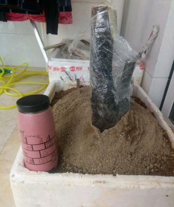 老鸦柿桩下山桩种了多少时间能发芽