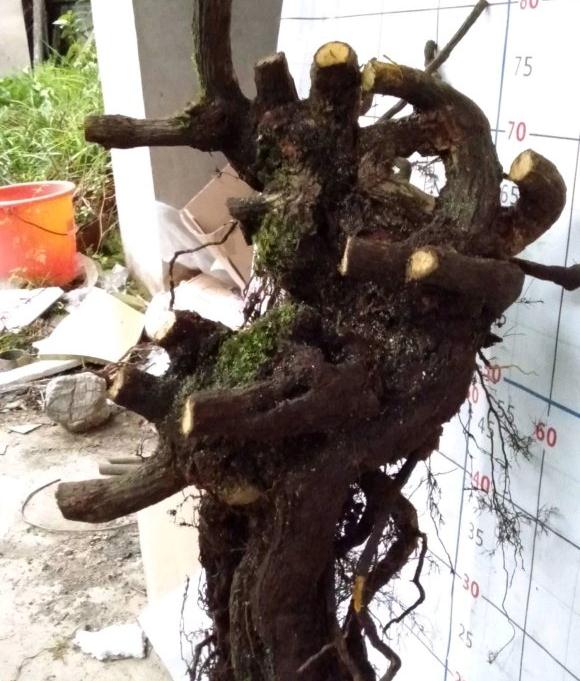 南天竹下山桩要多久才能发芽