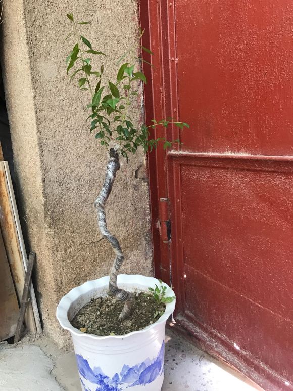 金弹子下山桩生桩 第二次发芽了 图片