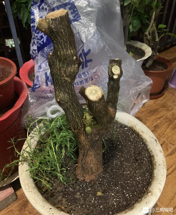 三角梅下山桩不是很新鲜 能不能发芽