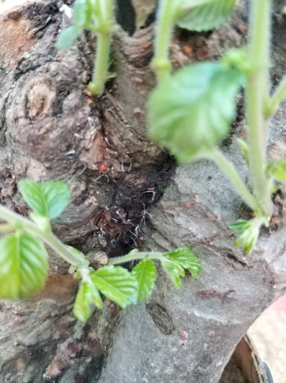 金弹子下山桩乔木和灌木 哪个发芽快