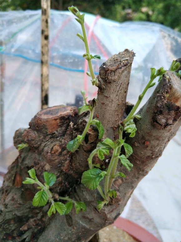 金弹子下山桩生桩发芽 多长时间可以定型