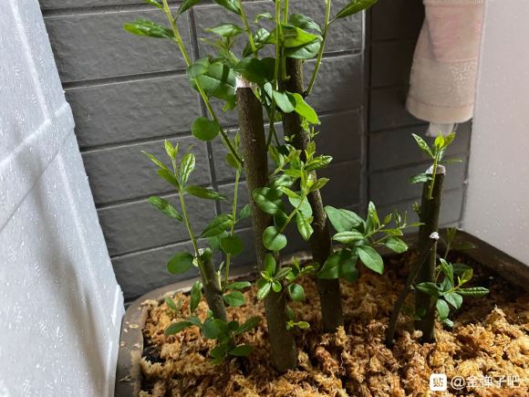 丛林式金弹子下山桩15天发芽