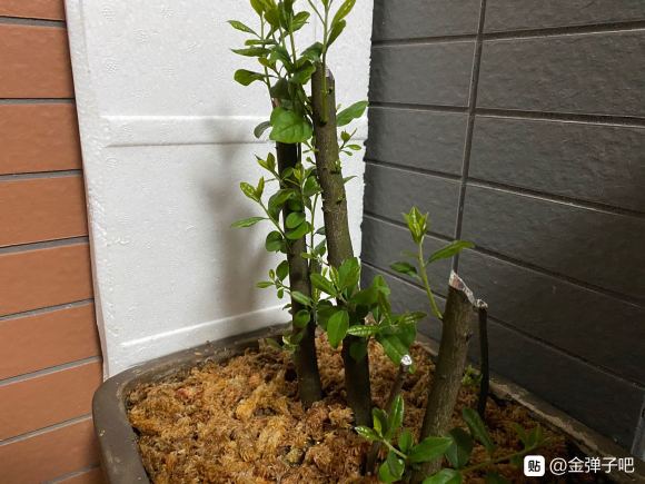 丛林式金弹子下山桩15天发芽