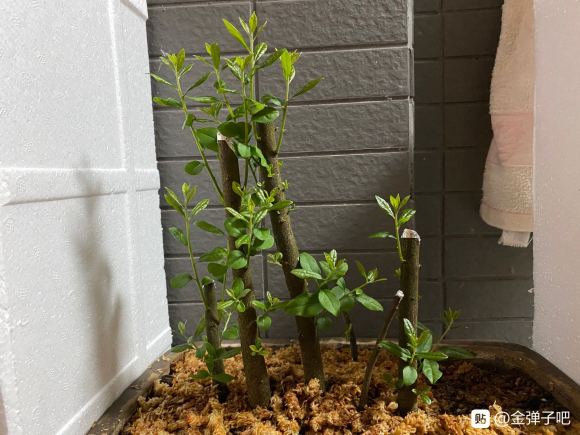 丛林式金弹子下山桩15天发芽