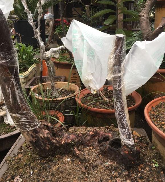 乌饭树下山桩生桩种下多久发芽