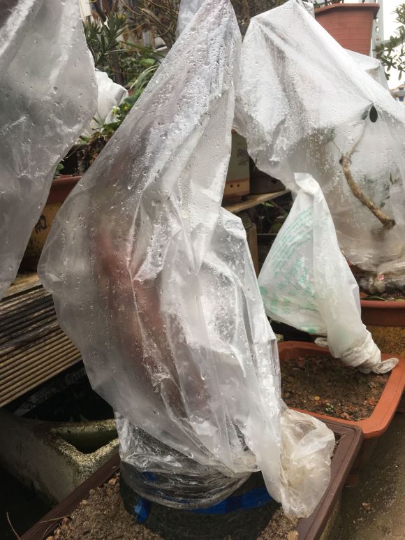 乌饭树下山桩生桩种下多久发芽