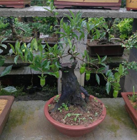 我的金弹子下山桩一个月了都没发芽