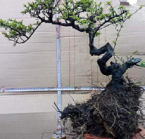 冬天铁马鞭下山桩发芽怎么养护