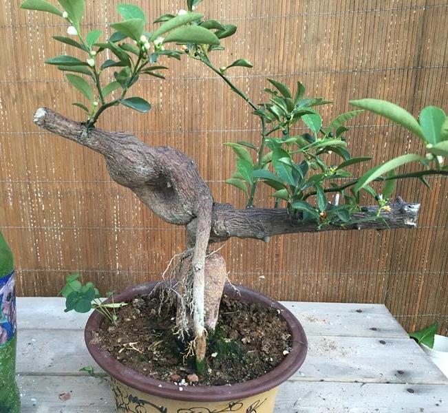 金豆下山桩已发芽10厘米 是拔起来吗
