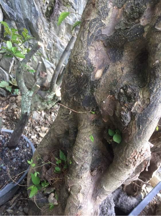 青檀下山桩发芽了