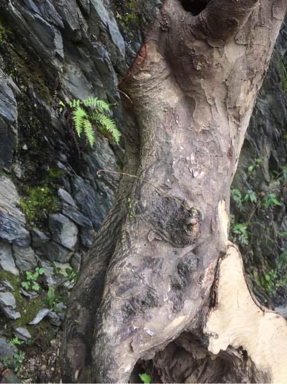 青檀下山桩发芽了