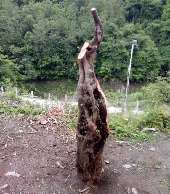 青檀下山桩发芽了