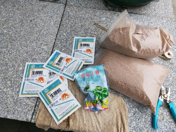 金弹子下山桩生桩发芽