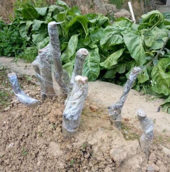 秋季金弹子下山桩生桩栽培发芽 图片