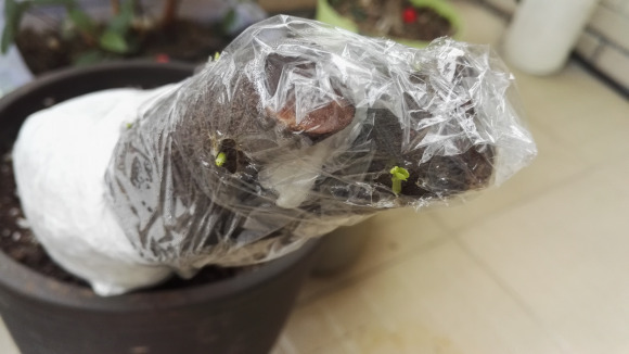 金弹子下山桩刚发芽 想换个姿势栽