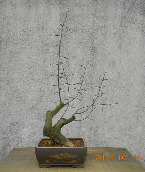 1棵发芽到位的老鸦柿下山桩 图片