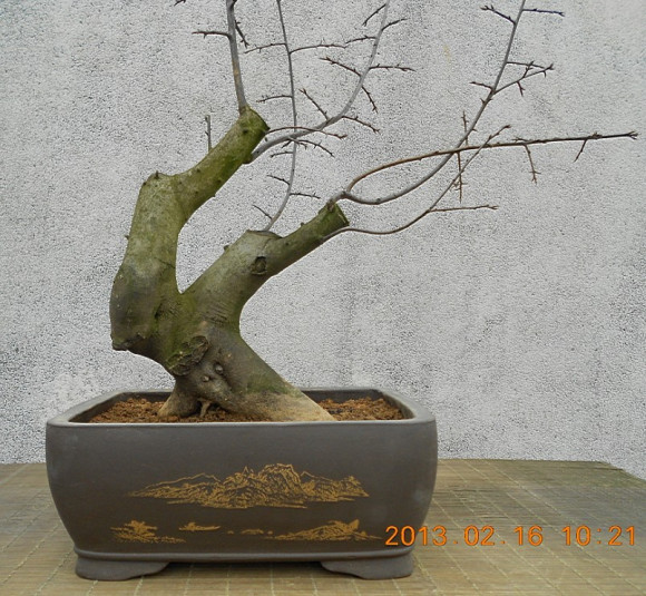 1棵发芽到位的老鸦柿下山桩