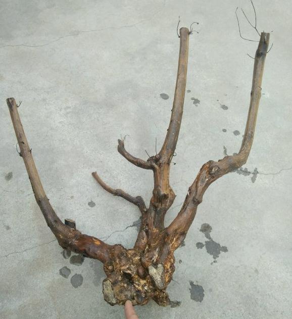 黄荆下山桩去年发芽后 就回芽了