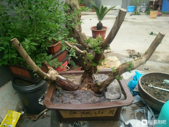 黄荆下山桩去年发芽后 就回芽了