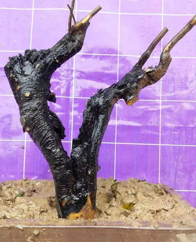 沙里的金弹子下山桩逐渐发芽了