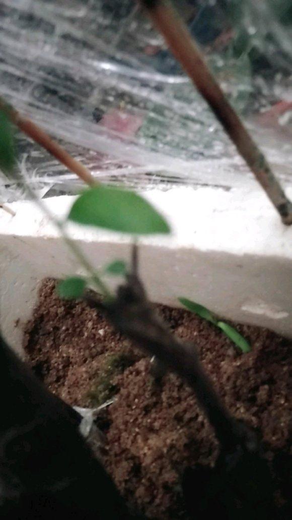 金弹子下山桩生桩发芽 套袋生霉了