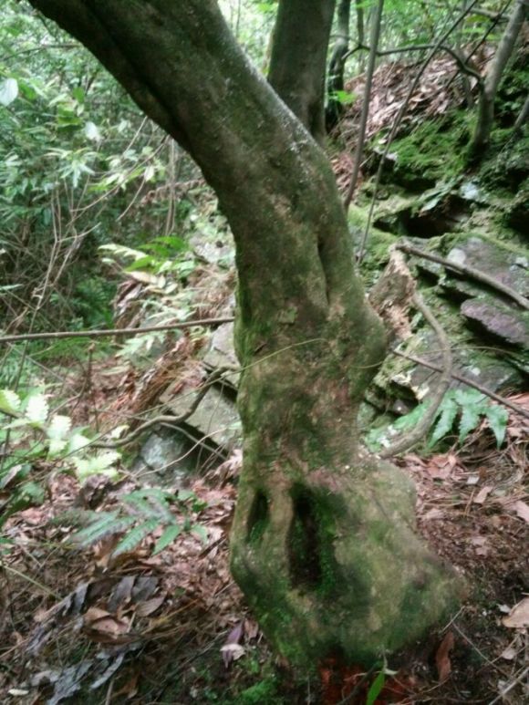 映山红下山桩多久发芽