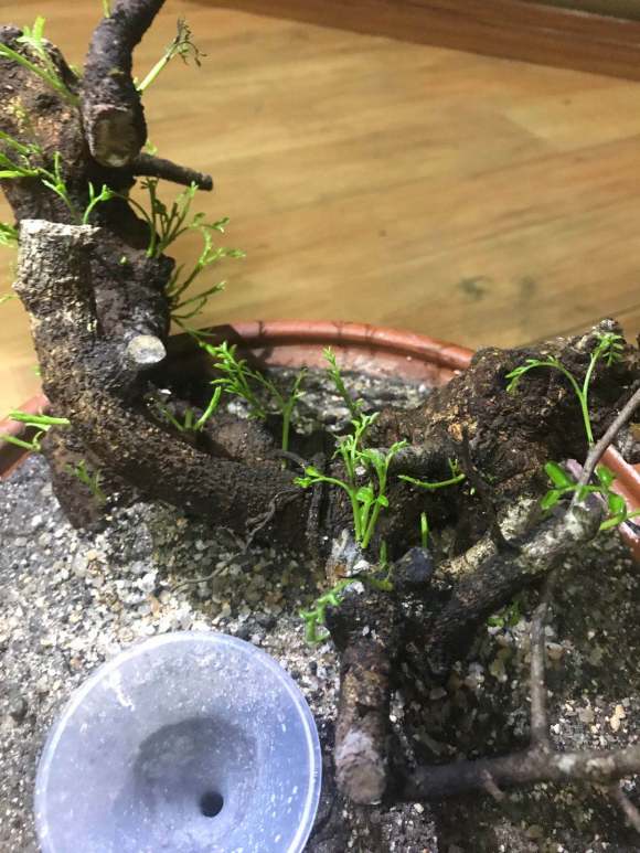 清香木下山桩发芽过多