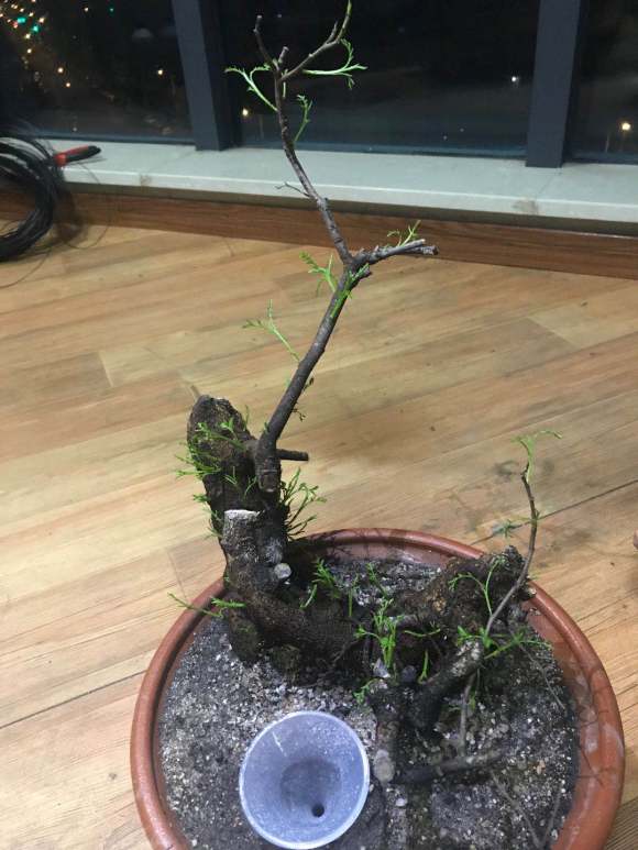 清香木下山桩发芽过多