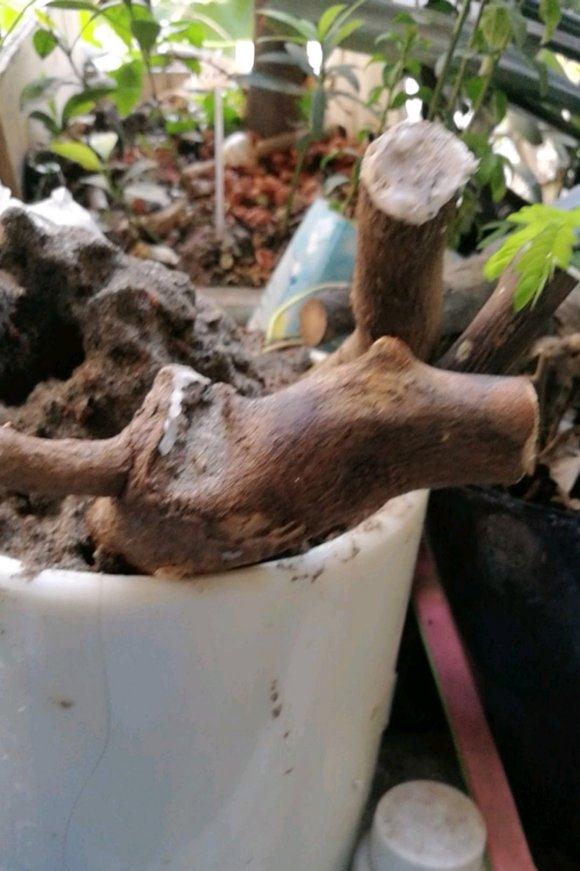 金豆下山桩生桩1个月才来芽