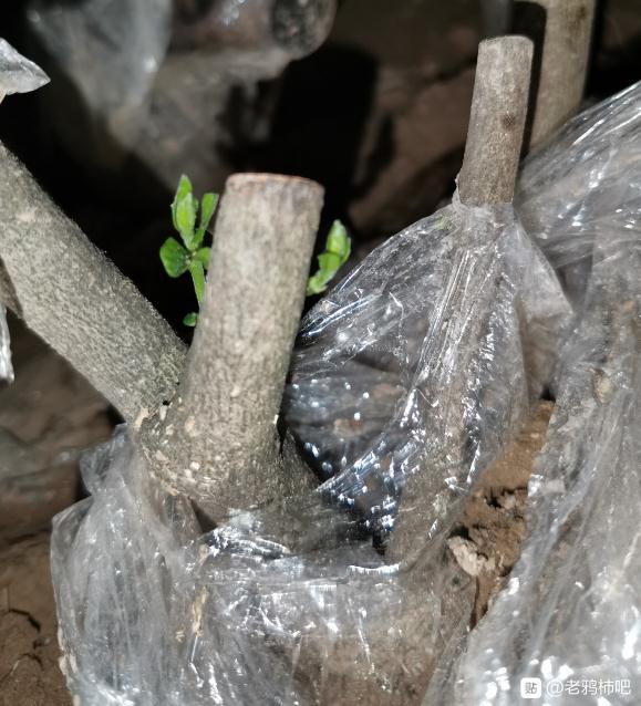 老鸦柿下山桩生桩地栽24天发芽