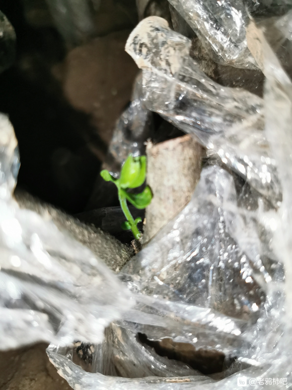 老鸦柿下山桩生桩地栽24天发芽