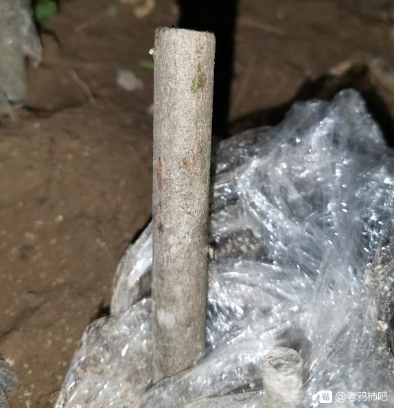 老鸦柿下山桩生桩地栽24天发芽