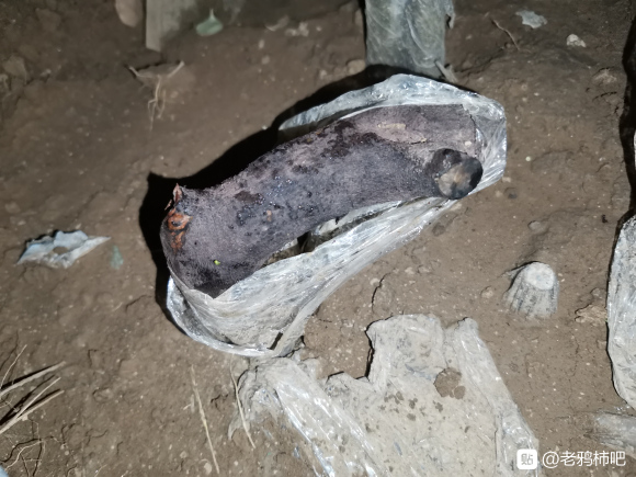 老鸦柿下山桩生桩地栽24天发芽