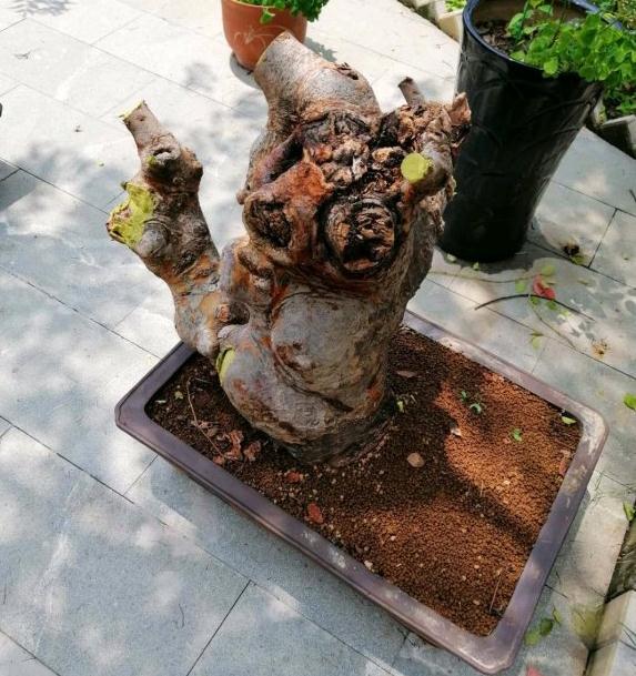 榆树下山桩怎么7月还不发芽 图片