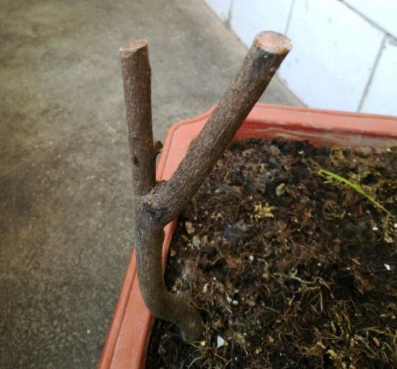 第1次栽金弹子下山桩 感觉发芽
