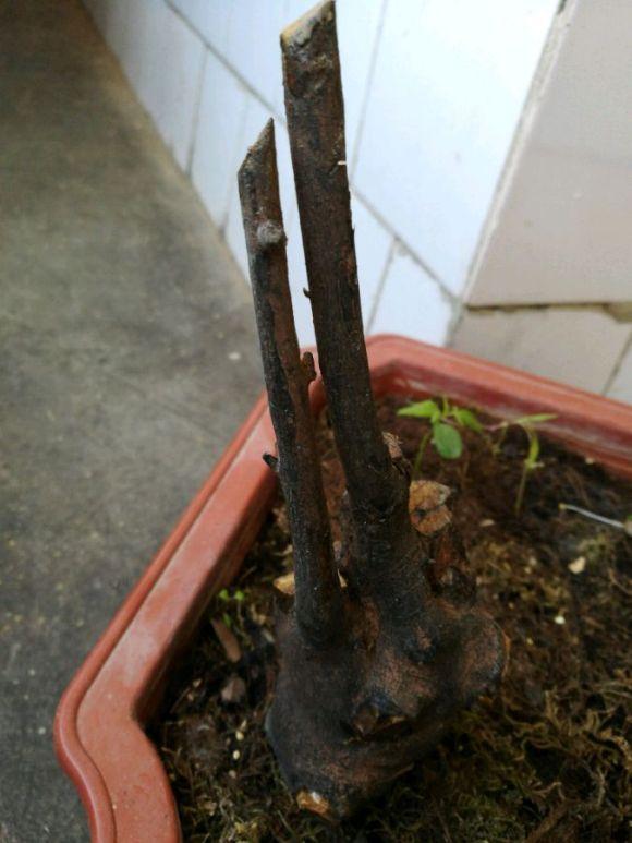 第1次栽金弹子下山桩 感觉发芽