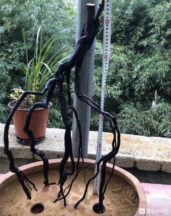 山东金弹子下山桩生桩什么时候发芽