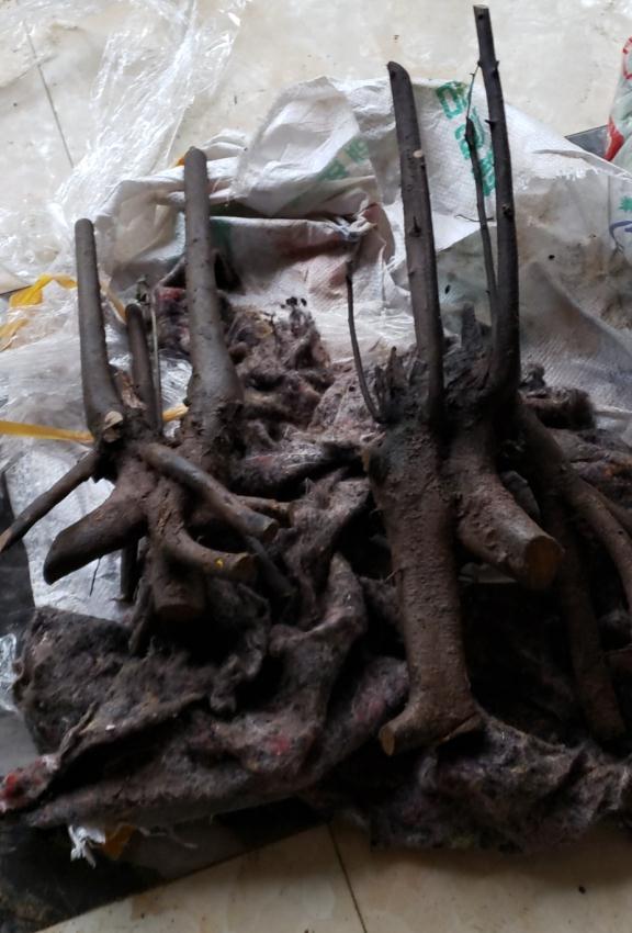 山东金弹子下山桩生桩什么时候发芽