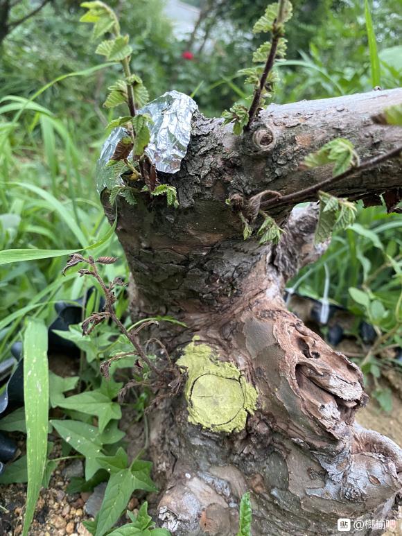 榔榆下山桩套袋发芽后 慢慢枯萎了 图片