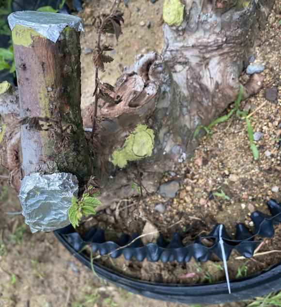 榔榆下山桩套袋发芽后 慢慢枯萎了 图片