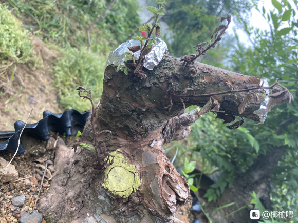 榔榆下山桩套袋发芽后 慢慢枯萎了 图片