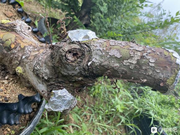 榔榆下山桩套袋发芽后 慢慢枯萎了 图片