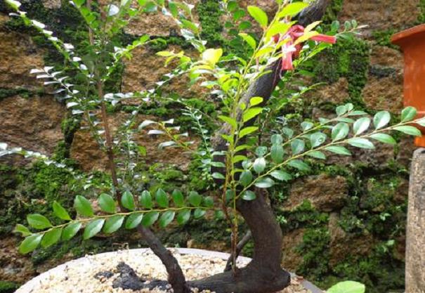 黑骨茶下山桩发芽 根多就活 根少死7成