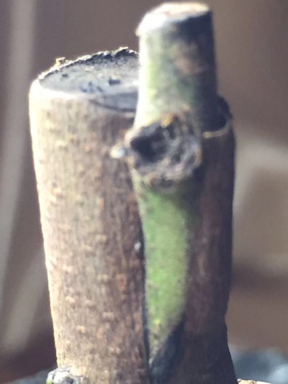 金弹子小品下山桩 发芽被碰掉了 图片