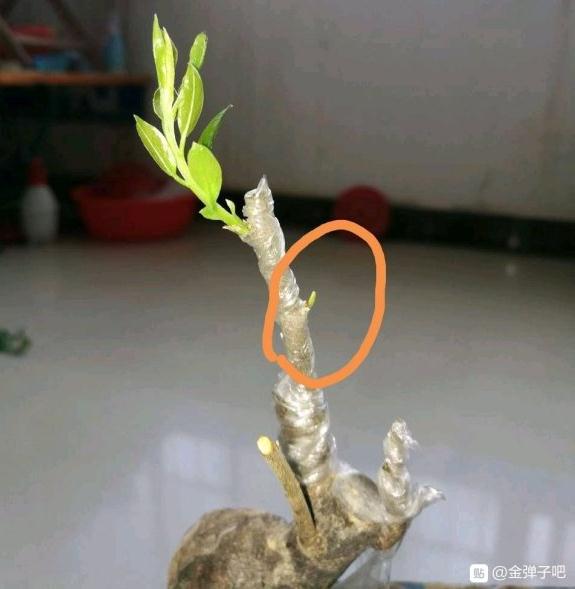 金弹子小品下山桩 发芽被碰掉了 图片