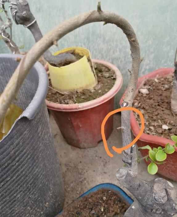 金弹子小品下山桩 发芽被碰掉了 图片