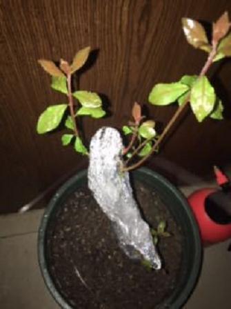 金弹子下山桩发芽了 发现有虫子 图片